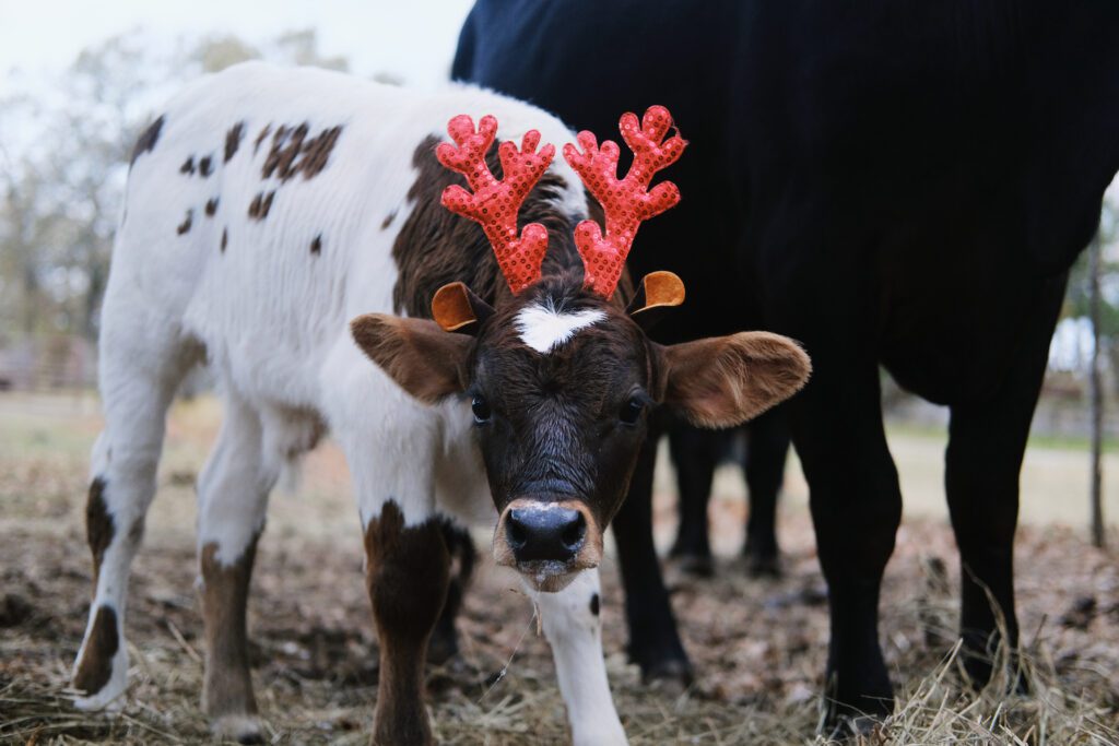 Conduit AG is offering exclusive Black Friday deals to farmers to maximize their performance and profitability.