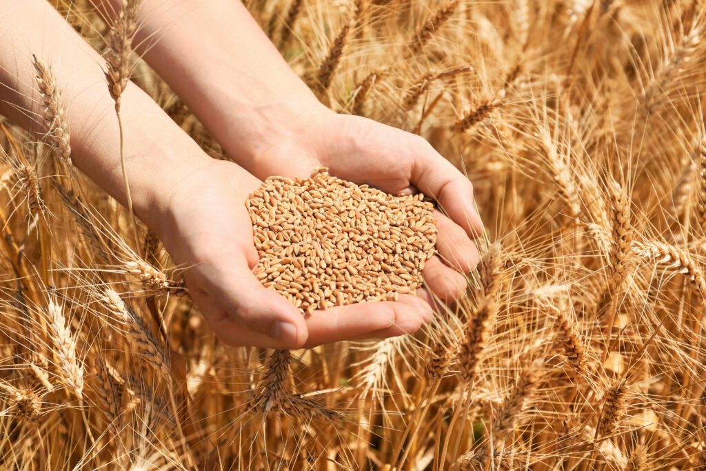 Columbia Grain International (CGI) has appointed Siddharth (Sid) Sharma as chief digital and information officer (CDIO). | Pixel-Shot - Adobe Stock